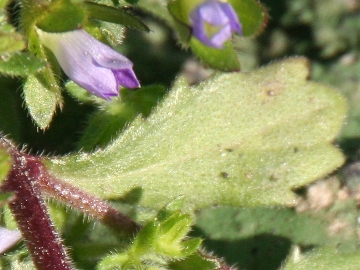 Campanula erinus