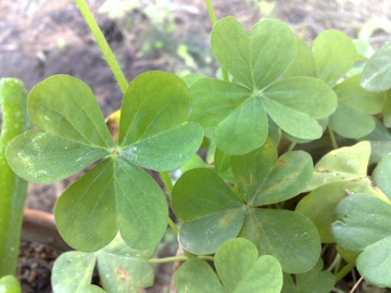 Oxalis purpurascens