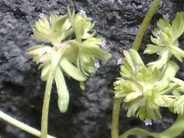 Valerianella sp,