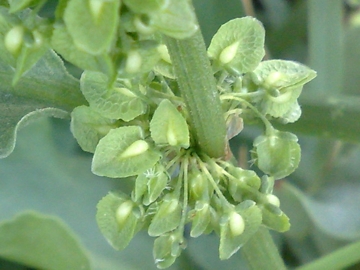 Rumex crispus