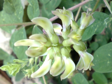 Astragalus glycyphyllos