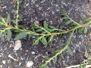 Polygonum aviculare