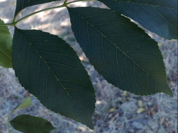 Fraxinus ornus / orniello