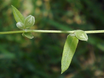 Fallopia convolvulus / Poligono convolvolo