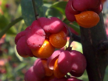 Arbusto con strani frutti - Euonymus europaeus