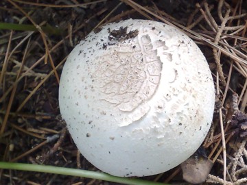 Agaricus arvensis ?