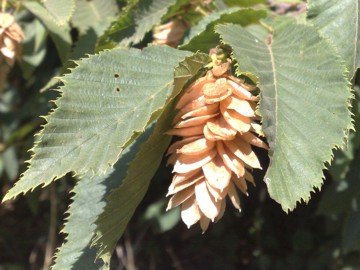 Ostrya carpinifolia