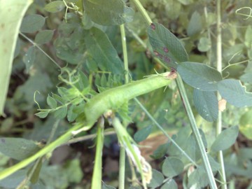 Vicia grandiflora / Veccia farfallona