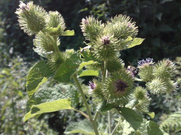 Una grande Erbacea - Arctium lappa