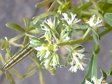 Reseda phyteuma / Reseda selvatica