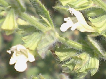 Melissa officinalis subsp. altissima