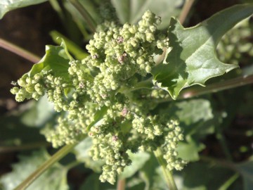 Chenopodium murale