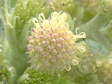 Erbacea al Lago Ogliastro - Xanthium sp.