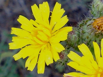 Ancora un capolino giallo - Picris hieracioides