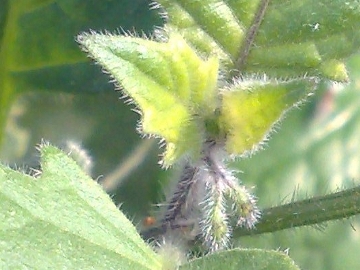 Solanum villosum