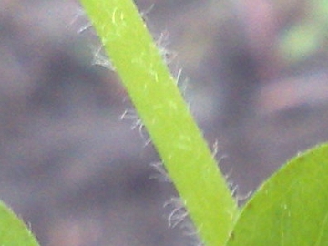 Oxalis purpurascens