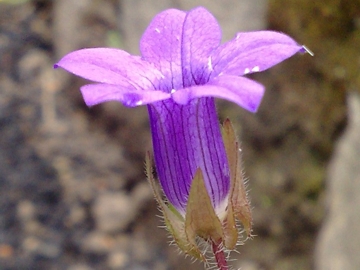 Campanula dichotoma / Campanula dicotoma