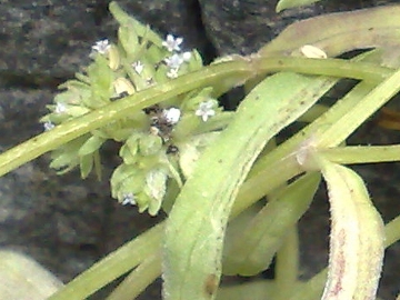 Valerianella sp,