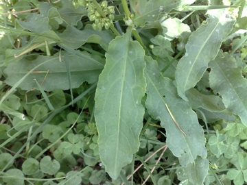 Rumex crispus