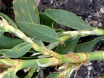 Polygonum aviculare