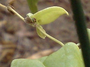 Fallopia convolvulus / Poligono convolvolo