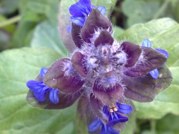 Una Lamiacea blu - Ajuga reptans