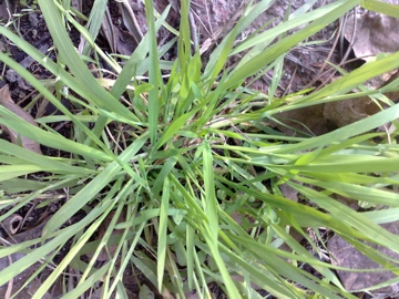 Poacea infestante:Ochlopoa annua (L.) H. Scholz (=Poa annua)