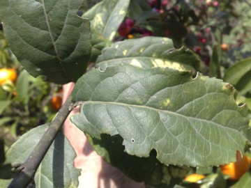 Arbusto con strani frutti - Euonymus europaeus