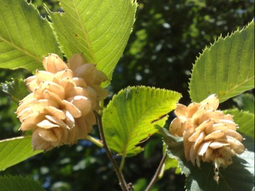 Ostrya carpinifolia