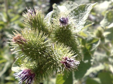 Una grande Erbacea - Arctium lappa