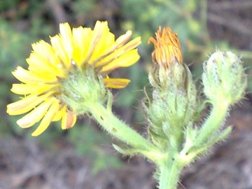 Ancora un capolino giallo - Picris hieracioides