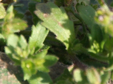 Campanula erinus