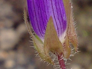 Campanula dichotoma / Campanula dicotoma