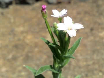 Specie di Epilobium