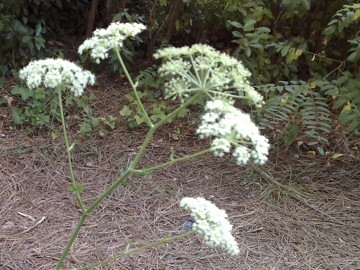 Oreoselinum nigrum (=Peucedanum oreoselinum) / Prezzemolo di monte