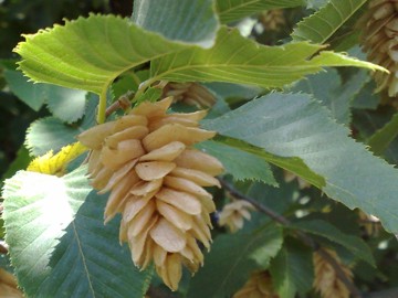 Ostrya carpinifolia