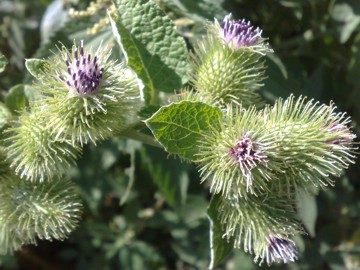 Una grande Erbacea - Arctium lappa