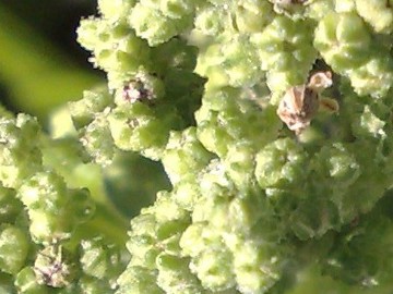 Chenopodium murale