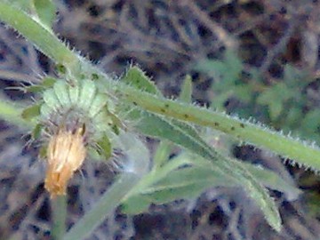 Ancora un capolino giallo - Picris hieracioides