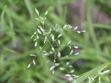 Poacea infestante:Ochlopoa annua (L.) H. Scholz (=Poa annua)