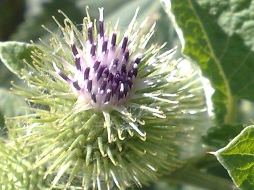 Una grande Erbacea - Arctium lappa