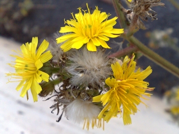 Picris hieracioides