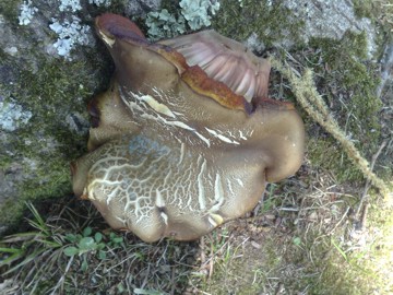 Tre funghi, forse della stessa specie