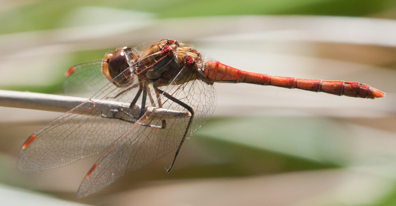 Aiuto identificazione Sympetrum