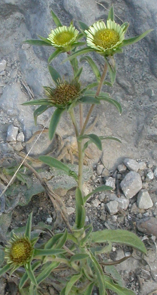 Asteraceae Isola San Domino - Pallenis spinosa