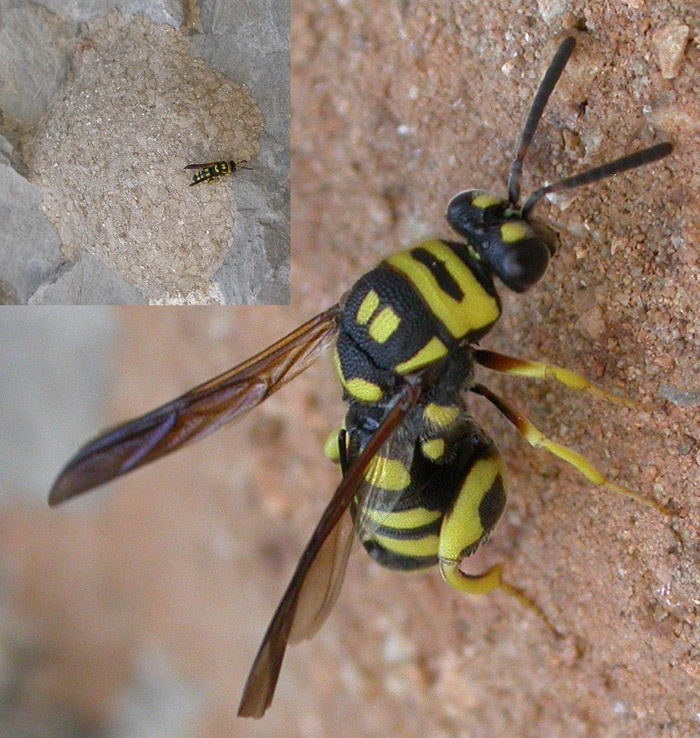 Leucospis gigas o intermedia?