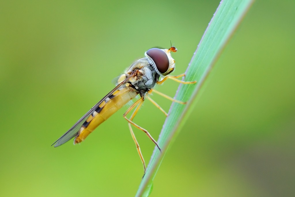 Episyrphus balteatus (Syrphidae).