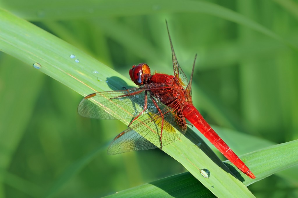 Crocothemis erytraea o Sympetrum fonscolombii?