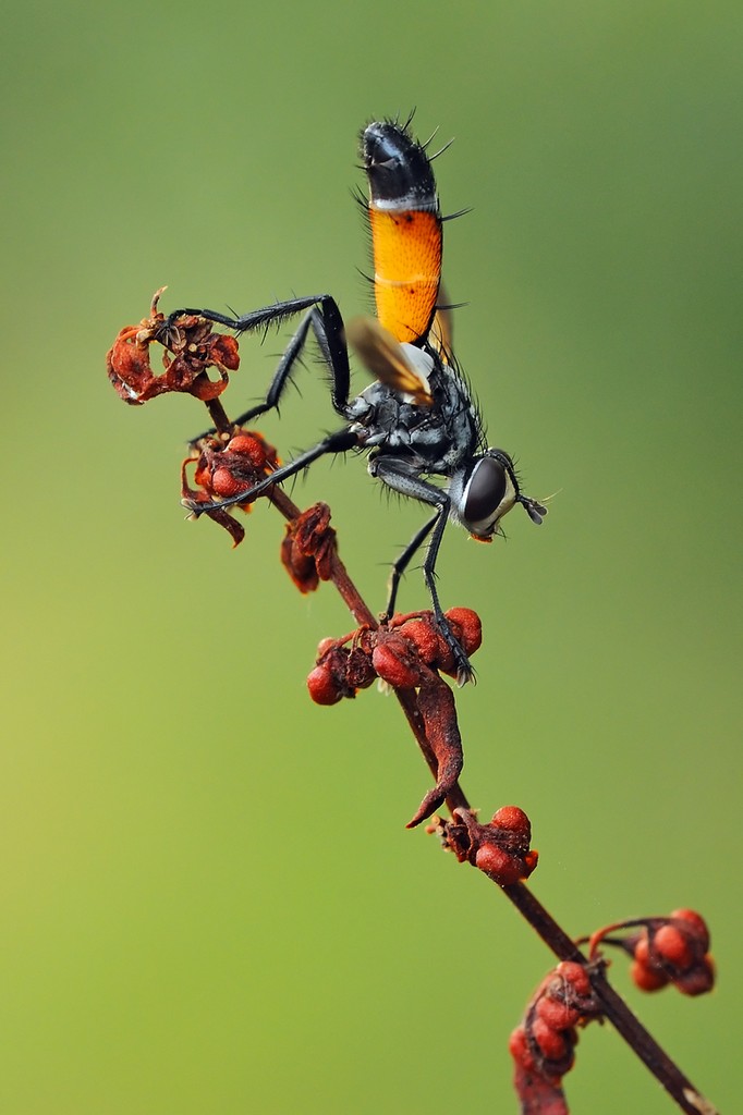 Cylindromyia sp. (Tachinidae)