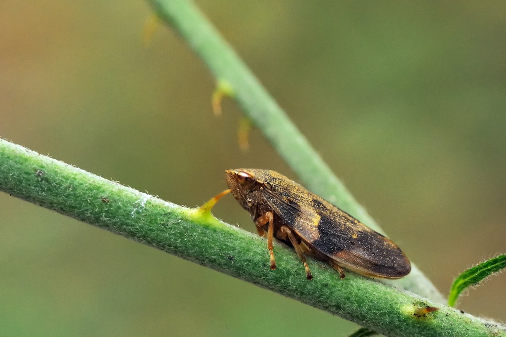 Quale sputacchina? Aphrophora alni - Aphrophoridae